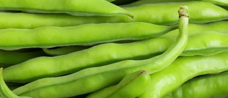 Cambiamento climatico: già disponibili fave e piselli-image