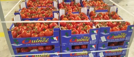 Dai mercati: il grappolo ancora  sui 3,50, fragole in calo-image