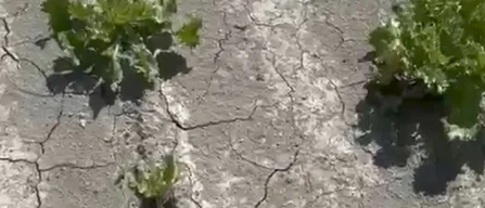 Insalate, anche la stagione invernale appare in salita-image