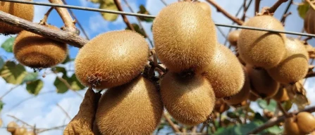 Pere e kiwi, Agea integra gli aiuti con 11 milioni-image