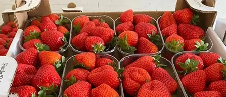 Dai mercati: a Milano zucchine a 2 euro, calo fragole e ciliegie-image