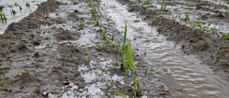 Piemonte: frutta a terra per il maltempo-image
