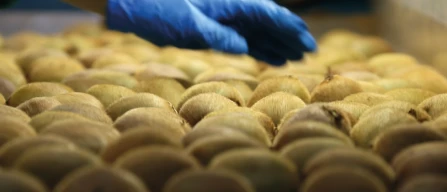 Kiwi Zespri, in Corea contestata la gestione degli scarti-image