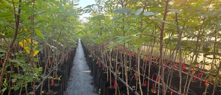 Pistacchi made in Sardegna, si chiedono incentivi-image
