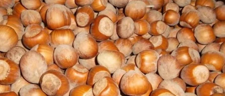 Nocciole dell'Etna, programmi e obiettivi per il 2026-image