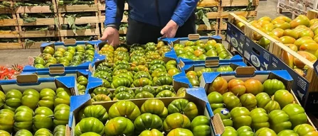 Dai mercati: pomodori alle stelle, dai 4 ai 6 euro-image