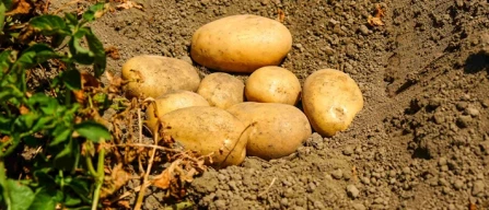 Dieta mediterranea, sì alle patate (ma con moderazione)-image