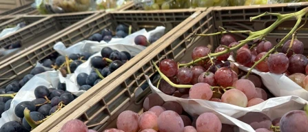 Prezzi uva online: rossa con semi -11%, bianca senza +9%-image
