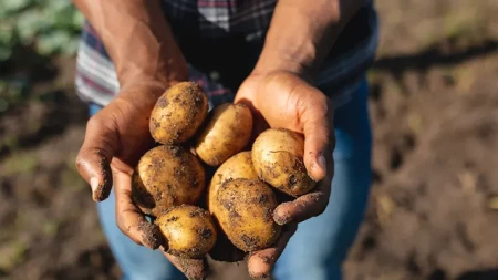 Patate, brusca inversione di prezzi