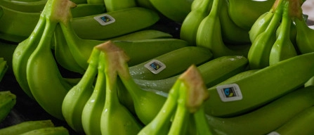 Oggi World Banana Day: l'analisi di Fairtrade-image