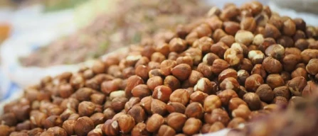 Turchia, la Tmo avvia l'acquisto di nocciole. Ecco i prezzi-image