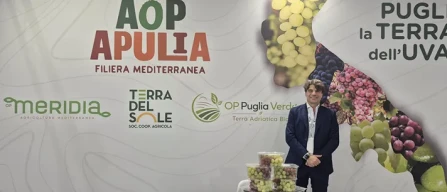 Uva da tavola, muove i primi passi la Aop Apulia-image
