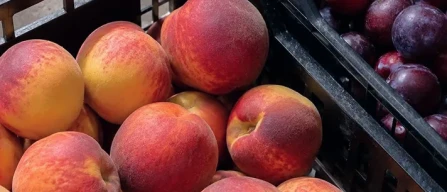 Dai mercati: ortaggi in altalena, l'uva di qualità si vende-image