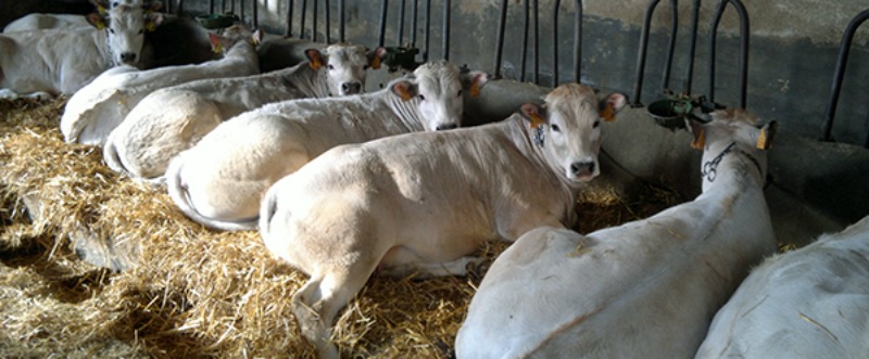 L’idea è della torinese Macelleria Pino, che ha brevettato il marchio e registrato Vicciola®, la razza bovina nutrita a nocciole