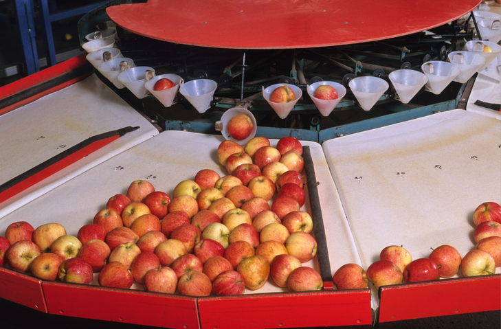 Calibratrice - Triage di mele