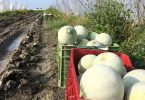 Melone Mantovano
