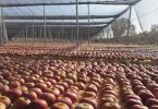 Produzione e diffusione della mela annurca