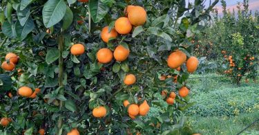 clementine apofruit