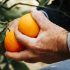Tempo di bilanci per il Consorzio dell’arancia rossa di Sicilia Igp