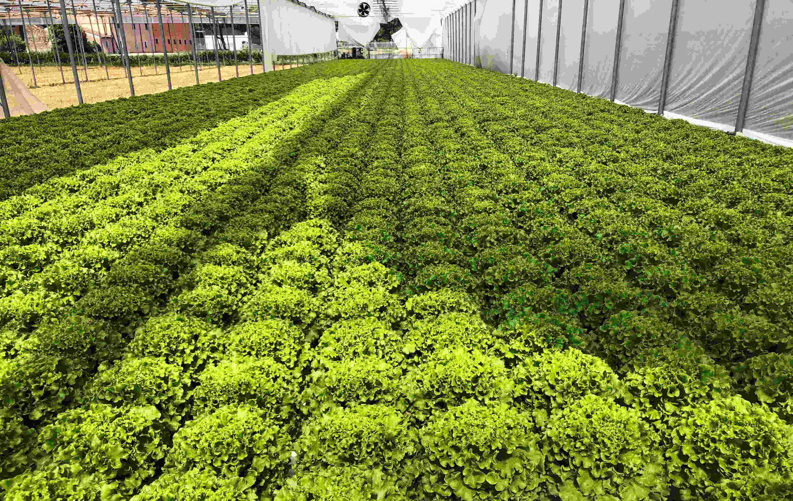 50 spugne idroponiche sopraterra spugne idroponiche senza suolo per sistema di coltivazione dei vegetali strumento per giardinaggio 32*30