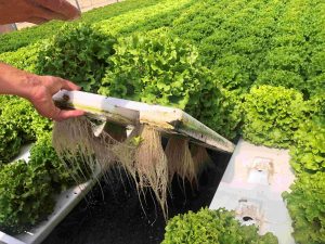 50 spugne idroponiche sopraterra spugne idroponiche senza suolo per sistema di coltivazione dei vegetali strumento per giardinaggio 32*30