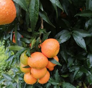 clementine calabresi