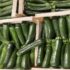 Dai mercati: zucchine su a 2 euro, agrumi buoni ma prezzi bassi