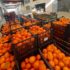 Dai mercati: arance sotto i 2 euro, sopra zucchine e pomodori