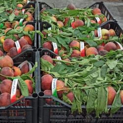 Dai mercati: aumentano le mele, non decolla la frutta estiva