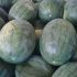 Le Fiamme Gialle sequestrano 9 tonnellate di angurie in Salento