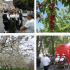 Raiano (L’Aquila) ospita la 18esima festa nazionale delle ciliegie